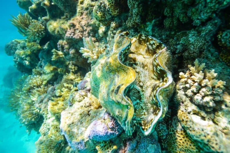 This shot shows the clam amongst the coral, while the following shot is a lot closer to highlight it's gorgeous patterns.