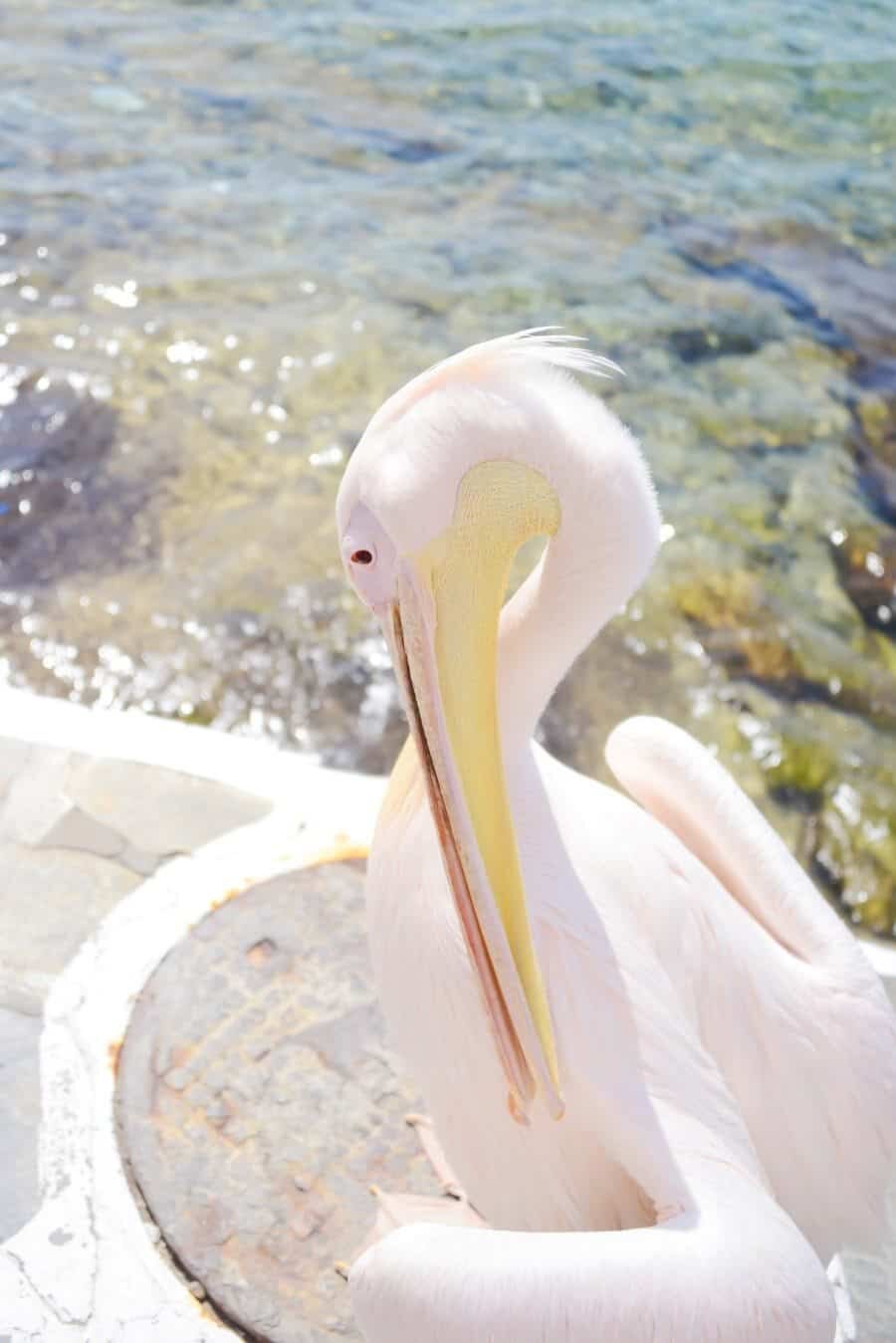 Mykonos Petros the Pelican - The Best photography locations by The Wandering Lens