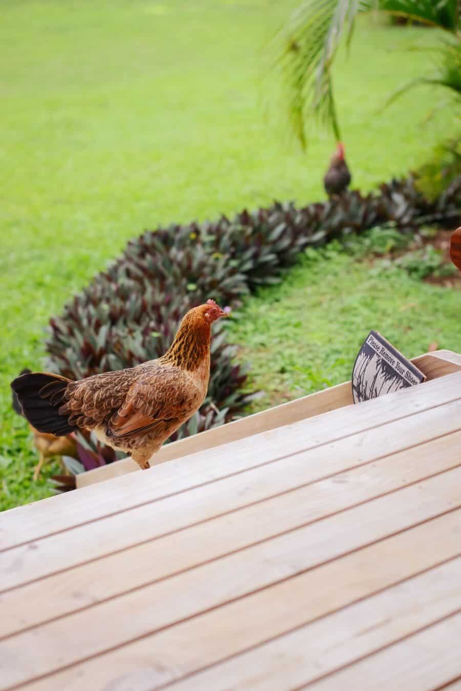 ikurangi-eco-retreat-rarotonga-cook-islands-19