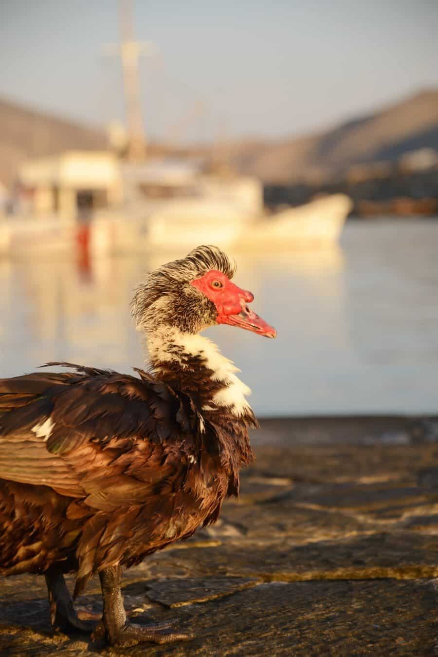 paros-island-greek-islands-by-the-wandering-lens-29