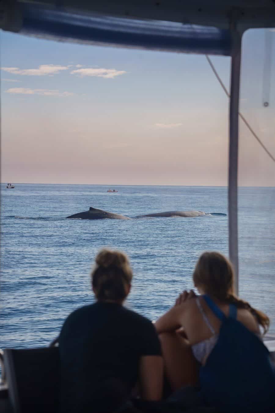 sunshine-coast-whale-swim-queensland-australia-01