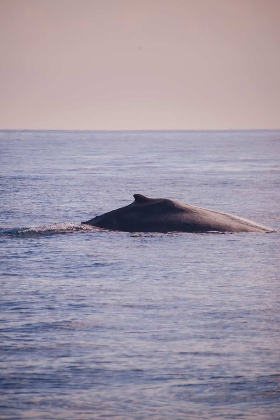sunshine-coast-whale-swim-queensland-australia-02