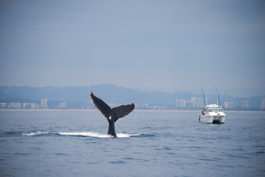 sunshine-coast-whale-swim-queensland-australia-08