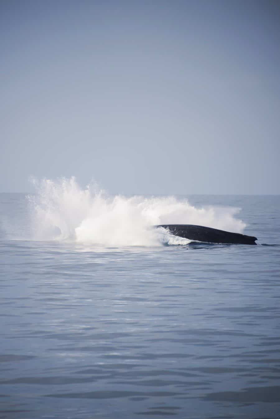 sunshine-coast-whale-swim-queensland-australia-10