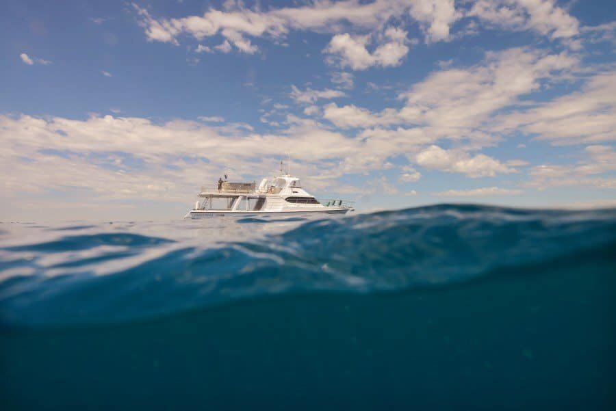 sunshine-coast-whale-swim-queensland-australia-11