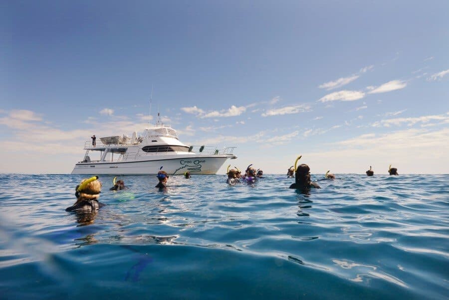 sunshine-coast-whale-swim-queensland-australia-12