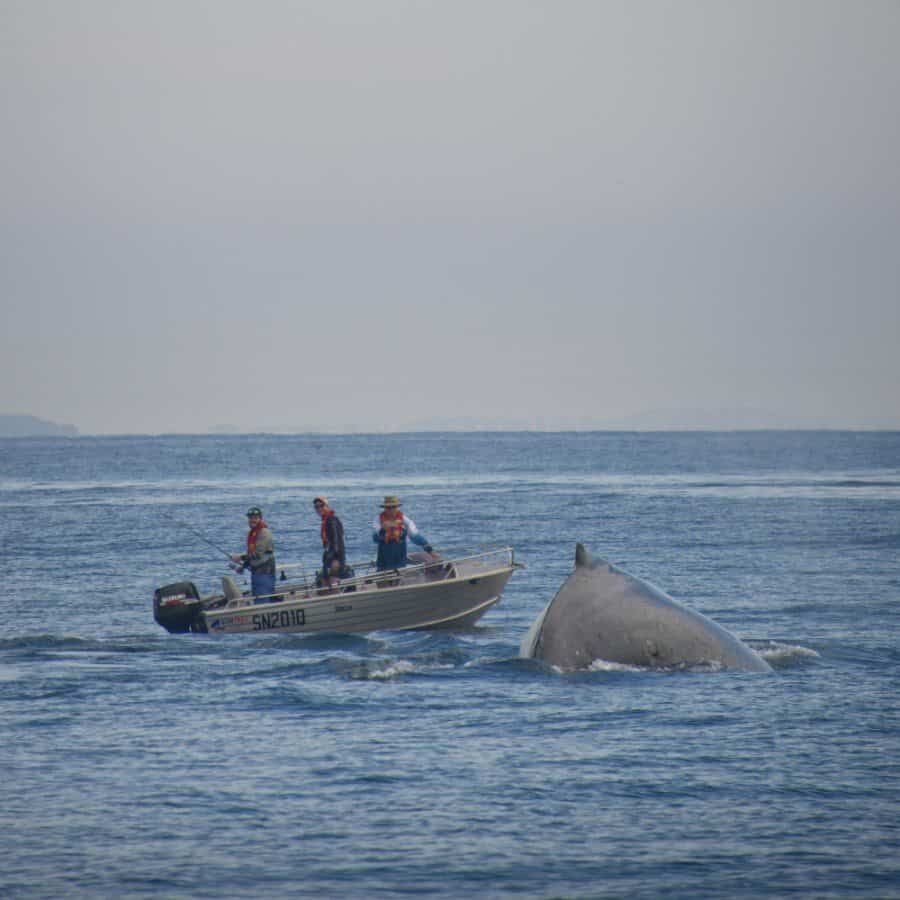 sunshine-coast-whale-swim-by-the-wandering-lens-sunreef-mooloolaba-12