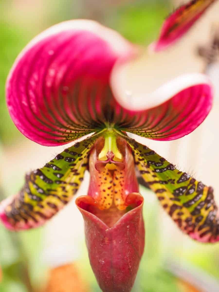 Singapore Photography Locations - National Orchid Gardens by The Wandering Lens photographer Lisa Michele Burns