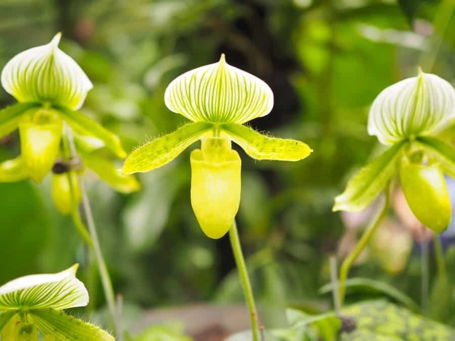 Singapore Photography Locations - National Orchid Gardens by The Wandering Lens photographer Lisa Michele Burns