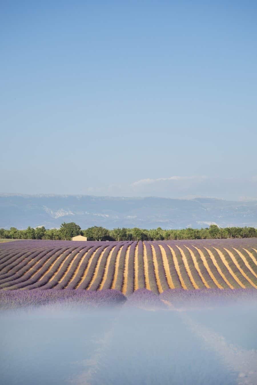 Provence Lavender Fields - Creative Landscape Photography by Lisa Michele Burns of The Wandering Lens