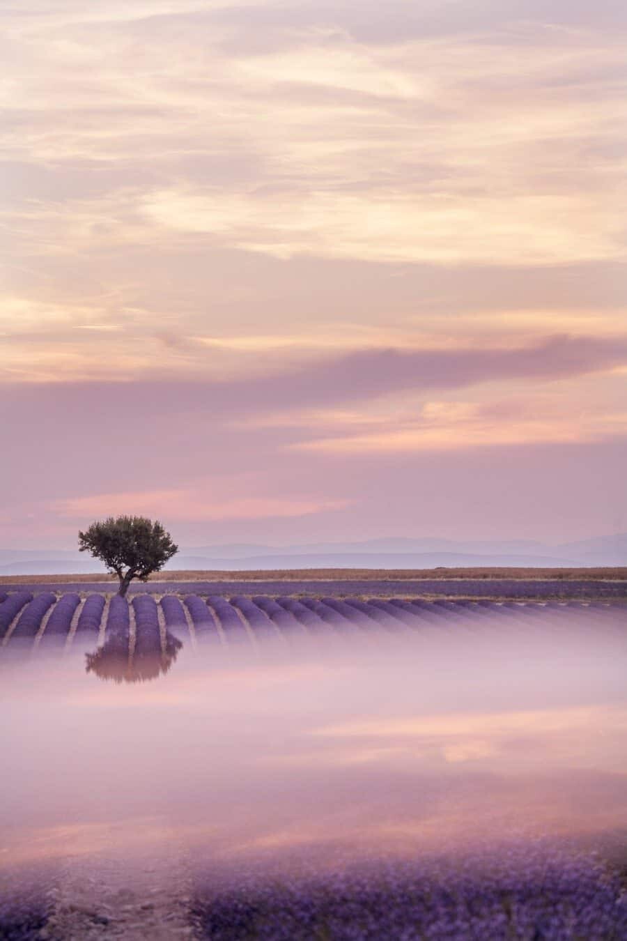 Provence Lavender Fields - Creative Landscape Photography by Lisa Michele Burns of The Wandering Lens