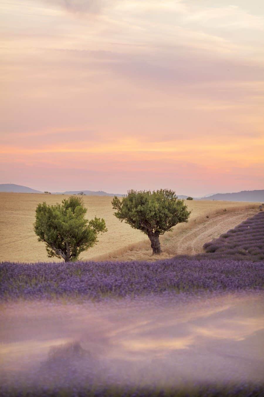 Provence Lavender Fields - Creative Landscape Photography by Lisa Michele Burns of The Wandering Lens