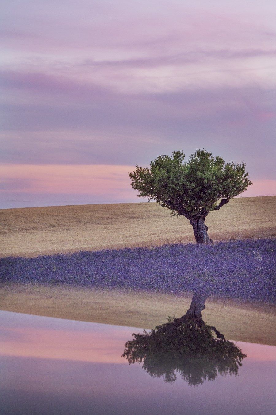 Provence Lavender Fields - Creative Landscape Photography by Lisa Michele Burns of The Wandering Lens