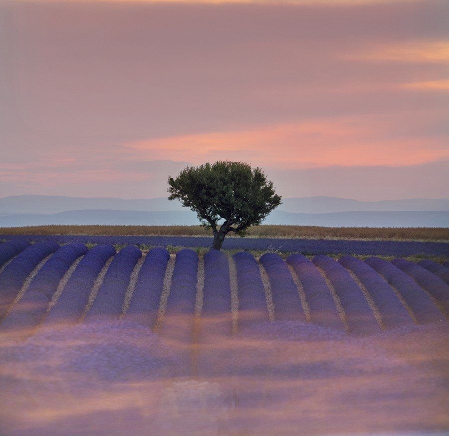 Provence Lavender Fields - Creative Landscape Photography by Lisa Michele Burns of The Wandering Lens