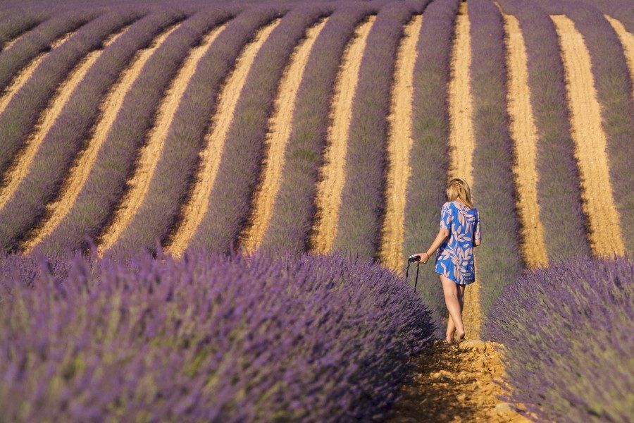 Lavender Fields in Provence France