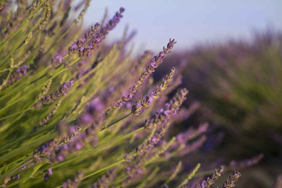 Lavender Fields in Provence France