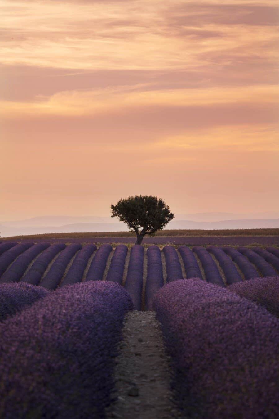 Lavender Fields in Provence France