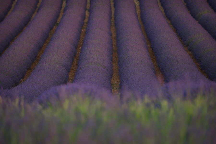 Lavender Fields in Provence France