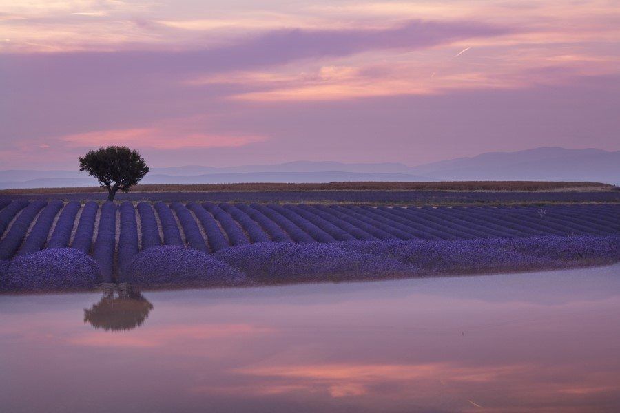 Lavender Fields in Provence France