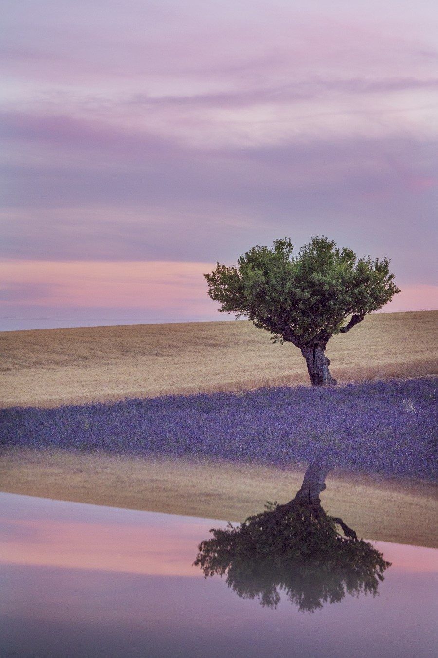 Lavender Fields in Provence France