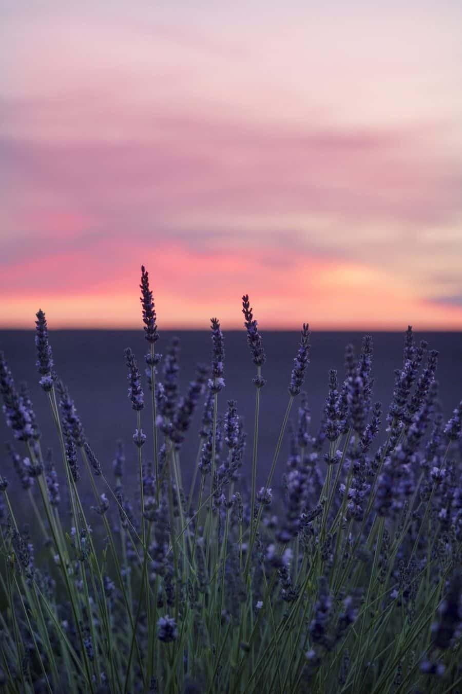 Lavender Fields in Provence France