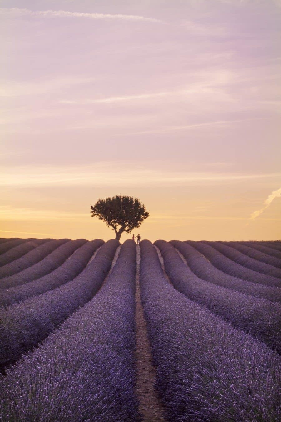 Lavender Fields in Provence France