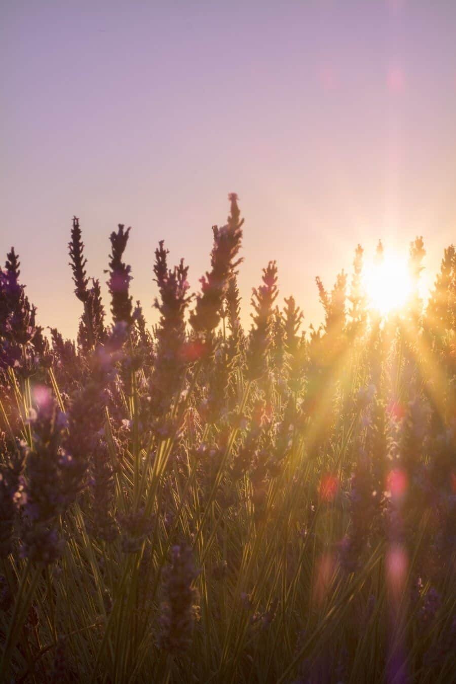 Lavender Fields in Provence France