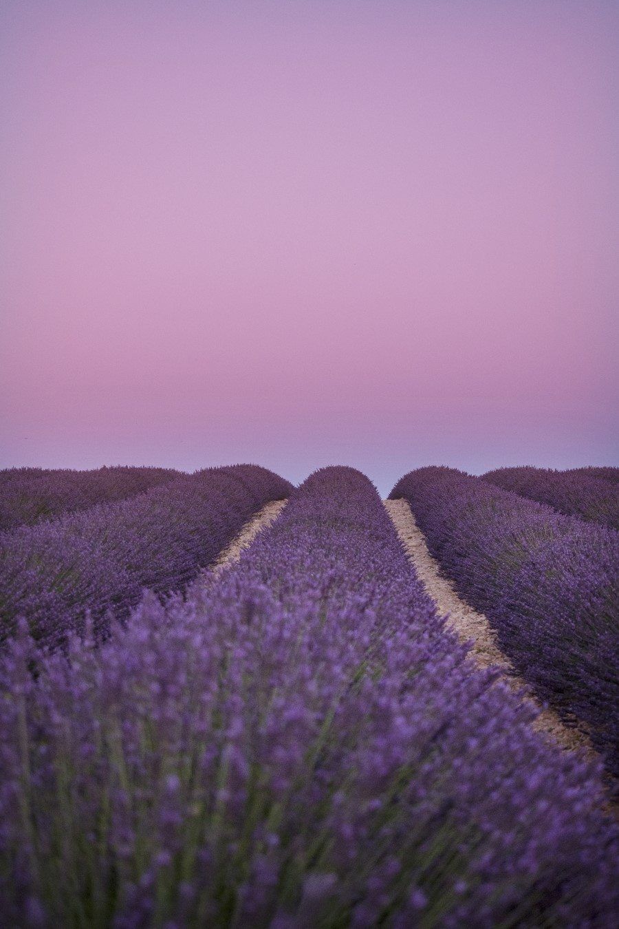 Lavender Fields in Provence France