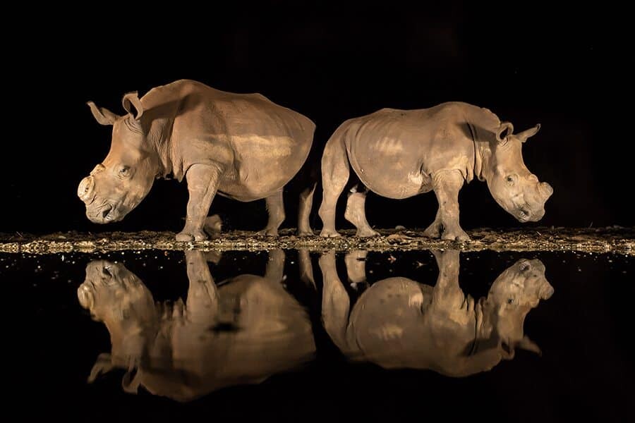 Photographer Interview with Alison Langevad - African Wildlife Photography