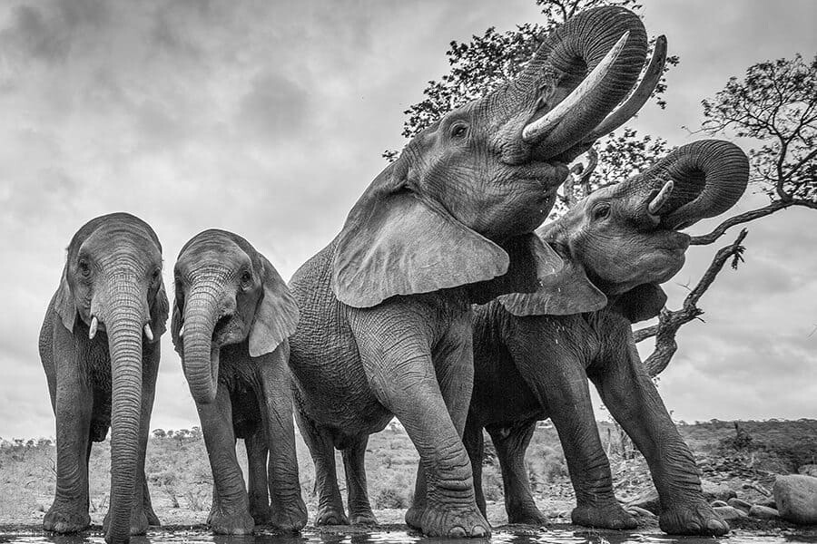 Photographer Interview with Alison Langevad - African Wildlife Photography