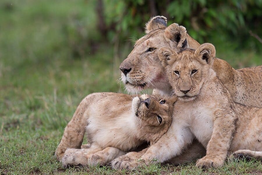 Photographer Interview with Alison Langevad - African Wildlife Photography