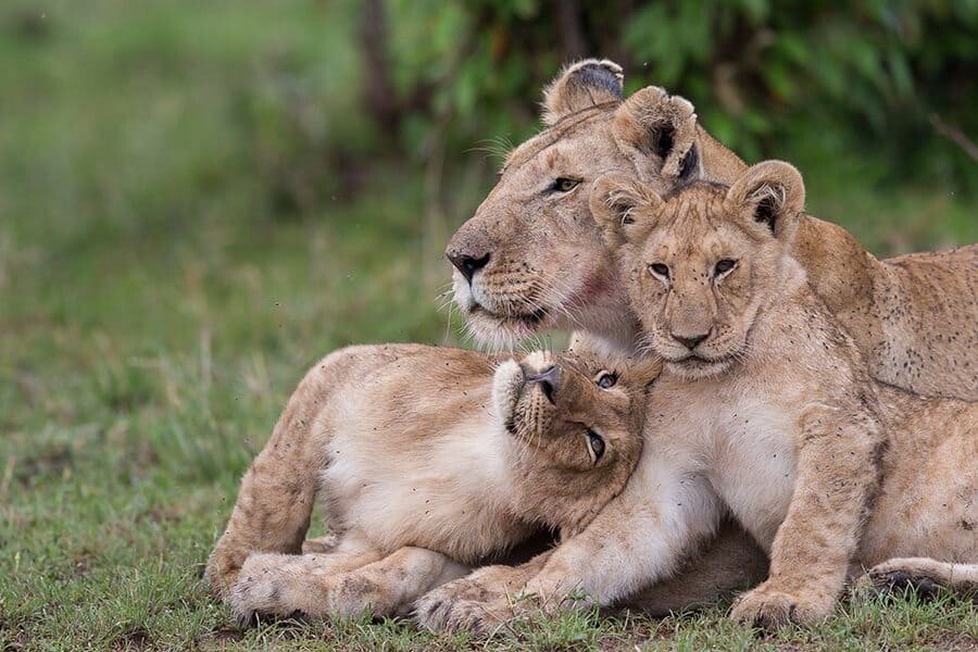 Photographer Interview with Alison Langevad - African Wildlife Photography
