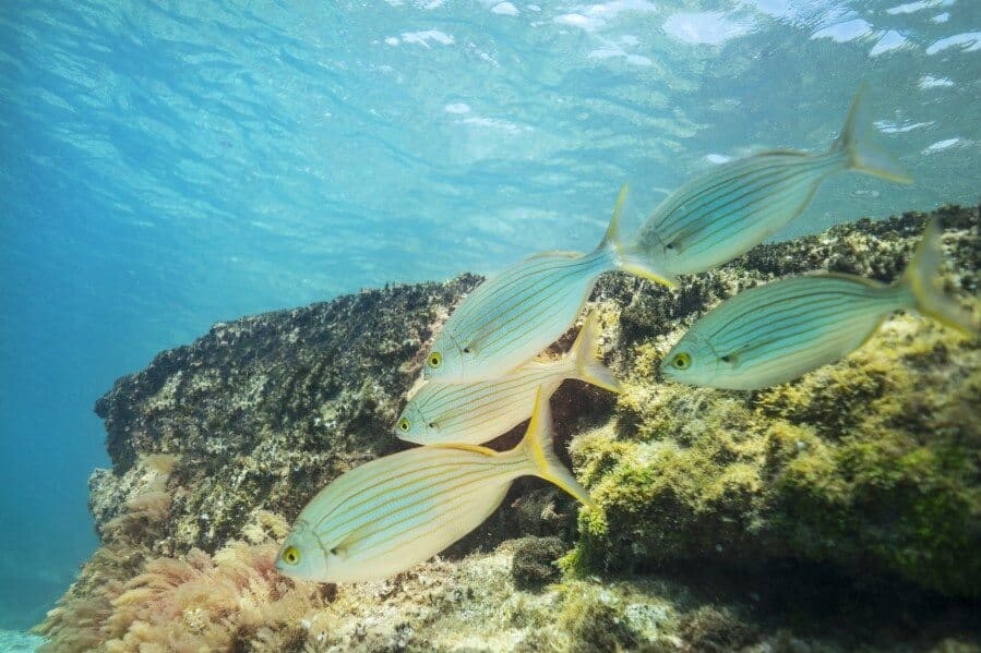 Museo Atlantico Underwater Museum in Europe