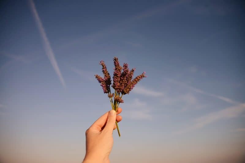 France Lavender by The Wandering Lens