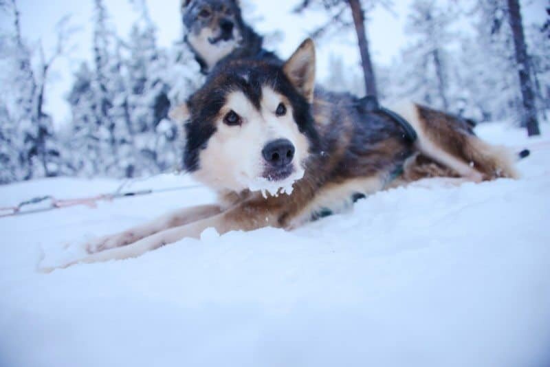Dog Sledding in Kiruna, Sweden by The Wandering Lens www.thewanderinglens.com