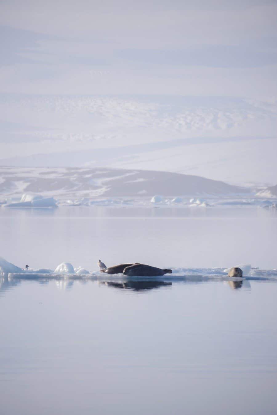 Iceland Photography Locations by The Wandering Lens photographer Lisa Michele Burns (30)