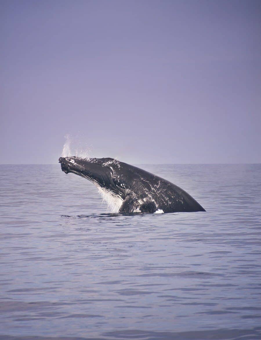 sunshine-coast-whale-swim-by-the-wandering-lens-sunreef-mooloolaba-11