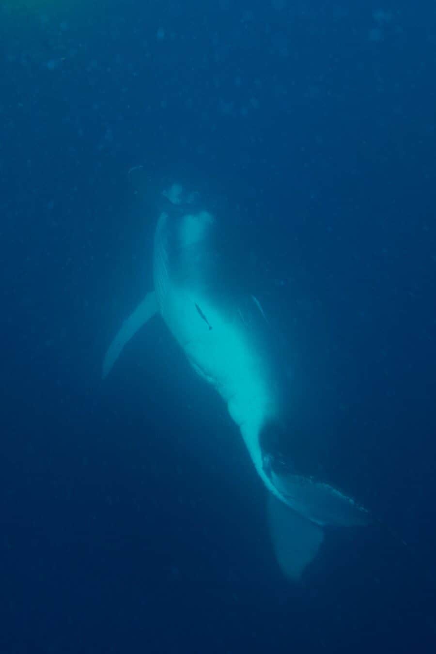 sunshine-coast-whale-swim-by-the-wandering-lens-sunreef-mooloolaba-4