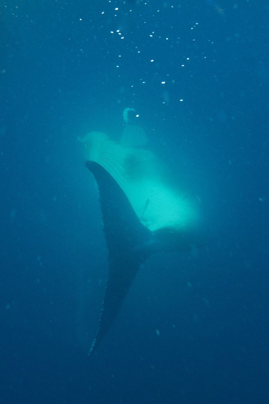 sunshine-coast-whale-swim-by-the-wandering-lens-sunreef-mooloolaba-5