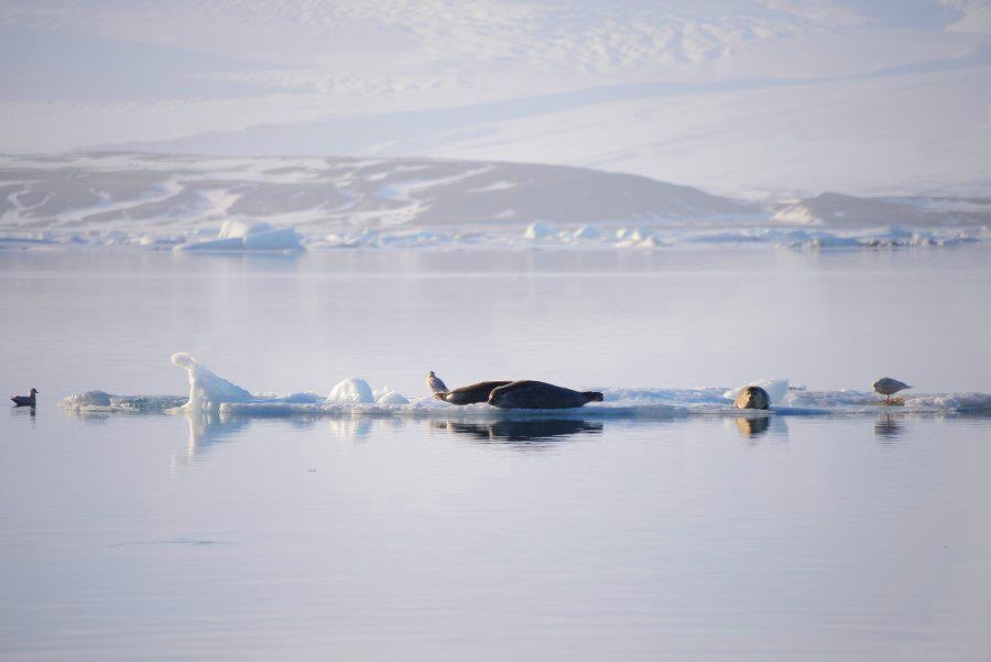 Jokulsarlon Glacier Lagoon Iceland and Diamond Beach Photos - Iceland Photography (1)