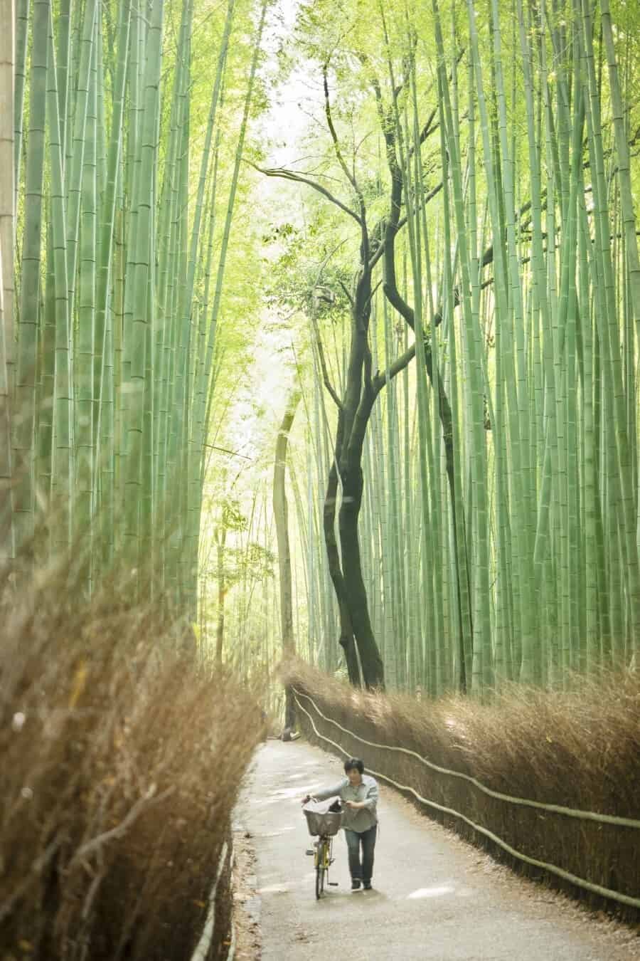 Arashiyama Bamboo Grove, Kyoto Japan - Improve your travel photography by The Wandering Lens