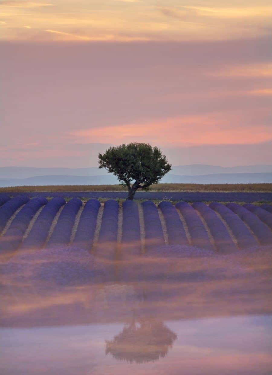 Provence Lavender Fields - Creative Landscape Photography by Lisa Michele Burns of The Wandering Lens