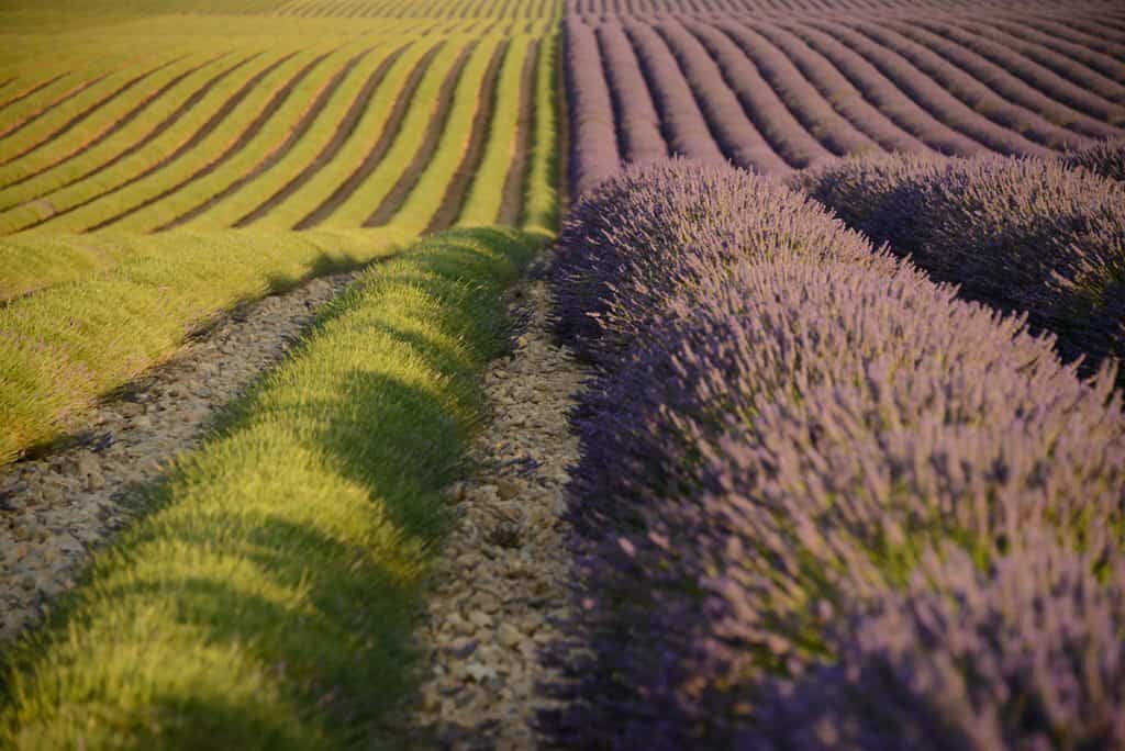 Provence lavender fields and when to photograph them