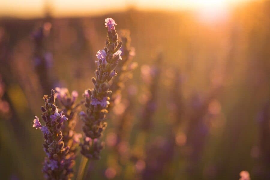 Lavender Fields in Provence France