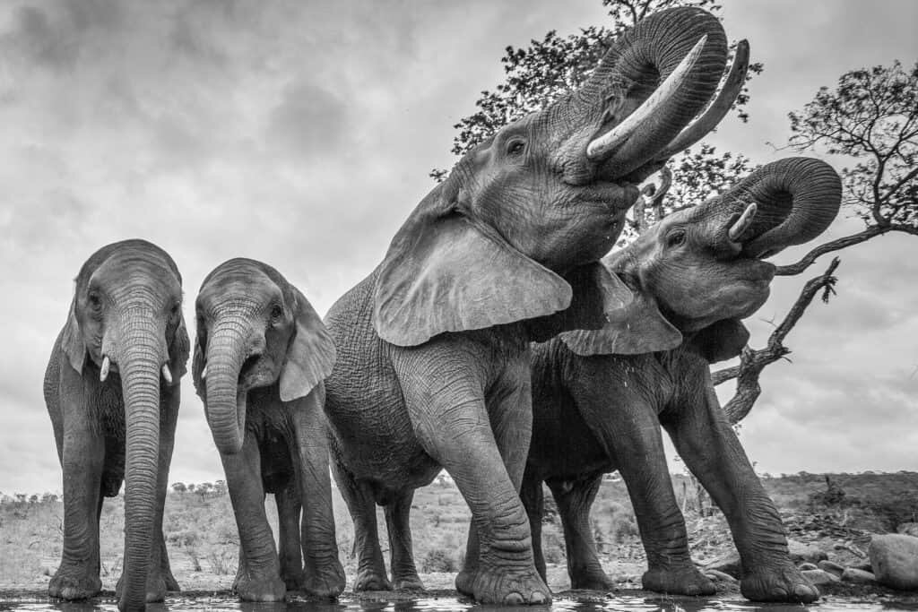 Interview: Wildlife Photography with Alison Langevad - Photo Tips, Creative  Photography + Travel Guides - The Wandering Lens