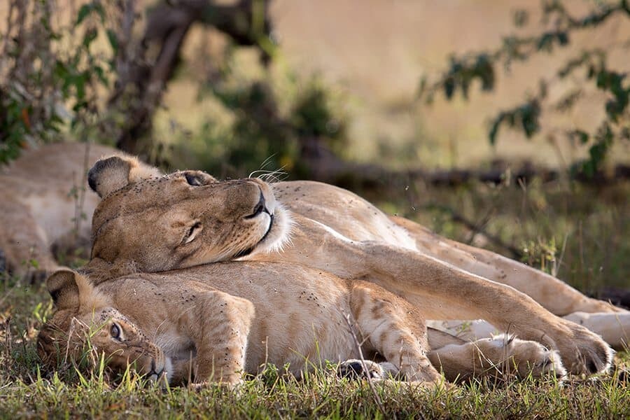 Photographer Interview with Alison Langevad - African Wildlife Photography