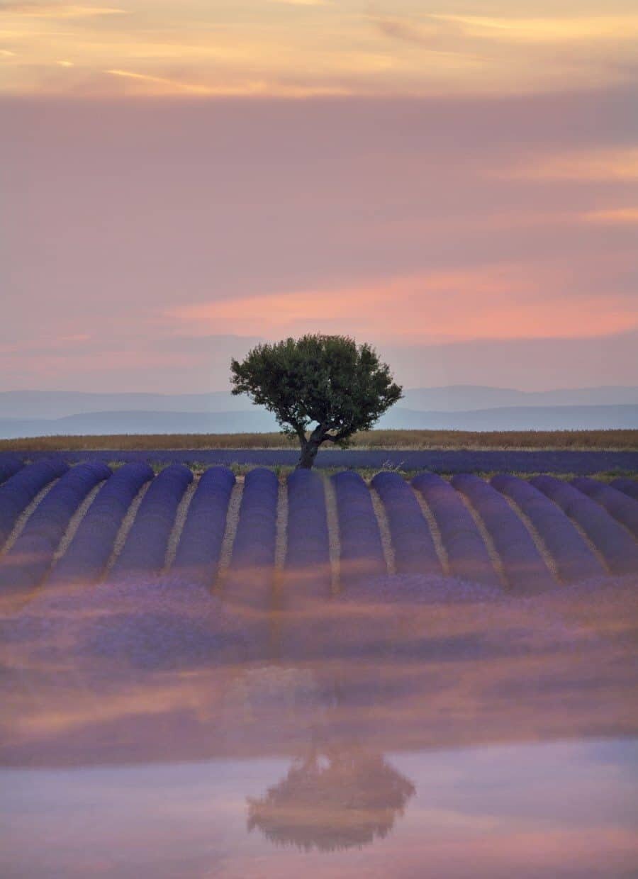 Lavender Fields in Provence France
