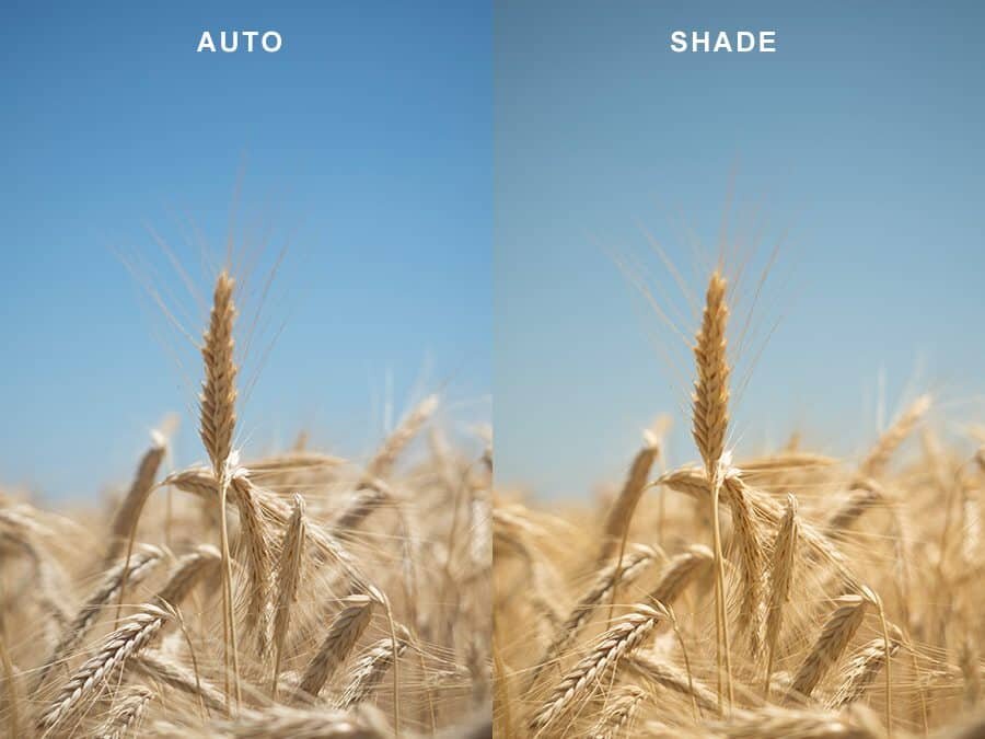 Setting your cameras white balance - tips for setting white balance