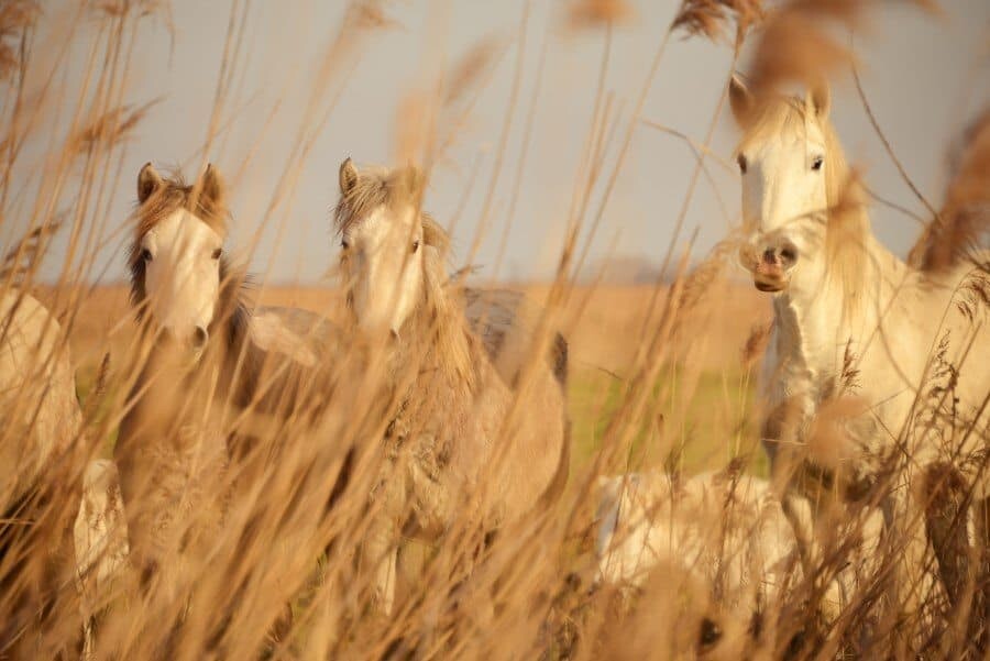 Horses in the Camargue - Places to Photograph in Provence, France