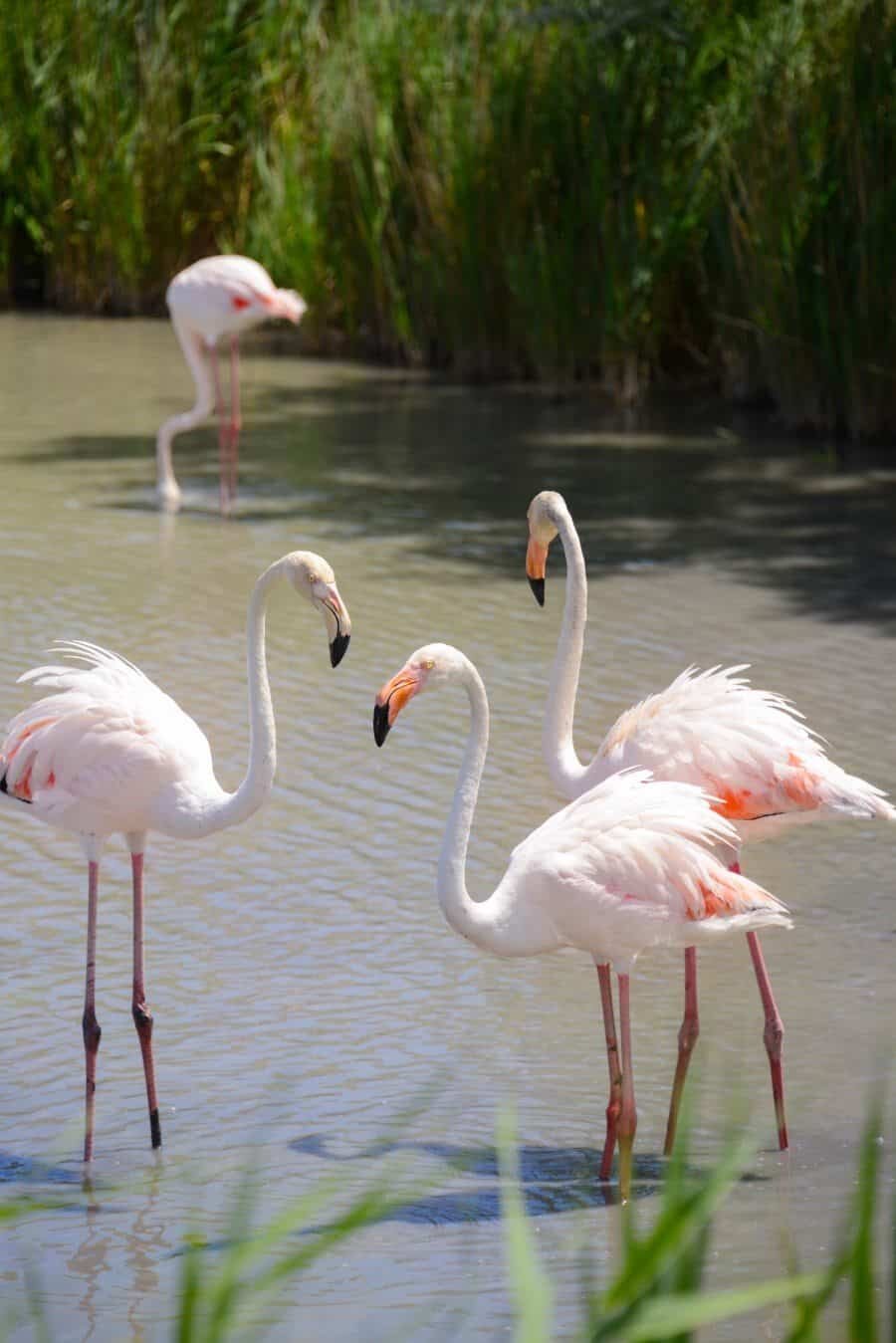 Flamingos in the Camargue - Places to Photograph in Provence, France